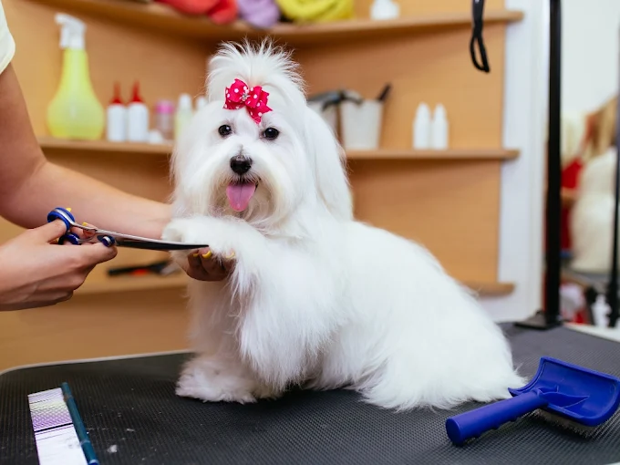 pet grooming.webp